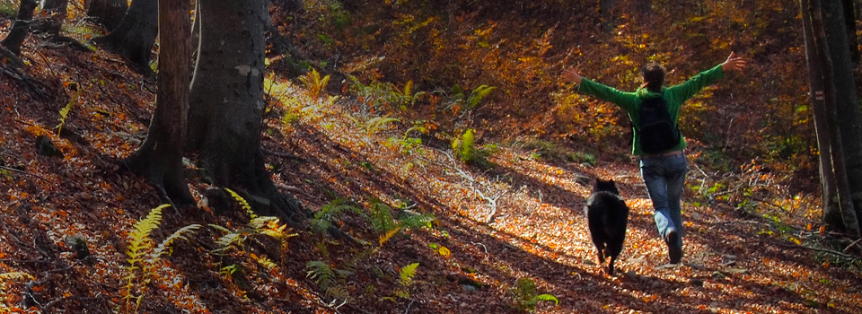 slide-forest-path